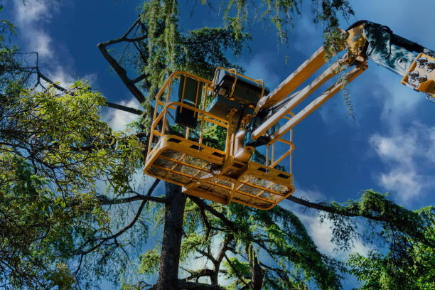 Best Aeration Services  in Flower Mound, TX